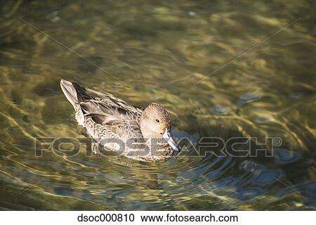 Stock Image - Duck in a pond. Fotosearch