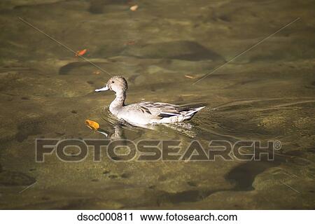 Duck in a pond View Large Photo Image Stock Image - Duck in a pond. Fotosearch