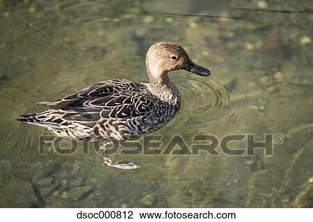 Duck in a pond View Large Photo Image Stock Image - Duck in a pond. Fotosearch