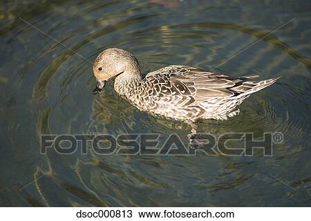 Duck in a pond View Large Photo Image Stock Image - Duck in a pond. Fotosearch