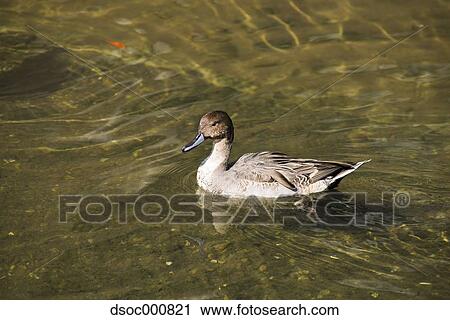 Duck in a pond View Large Photo Image Stock Image - Duck in a pond. Fotosearch