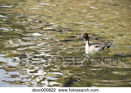 Stock Image - Duck in a pond. Fotosearch