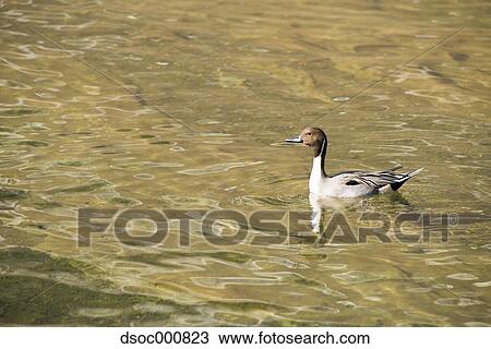 Duck in a pond View Large Photo Image Stock Image - Duck in a pond. Fotosearch