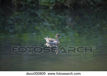 Stock Photo - Duck in a pond. Fotosearch