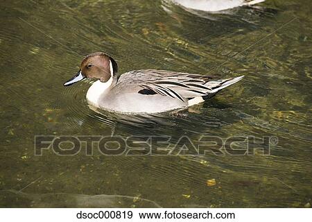 Stock Photo - Duck in a pond. Fotosearch