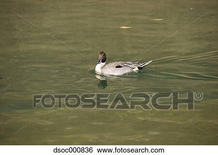Duck in a pond View Large Photo Image Stock Photograph - Duck in a pond. Fotosearch