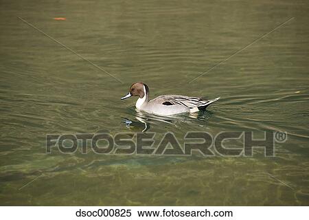 Duck in a pond View Large Photo Image Stock Photography - Duck in a pond. Fotosearch