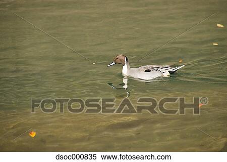Duck in a pond View Large Photo Image Stock Photography - Duck in a pond. Fotosearch
