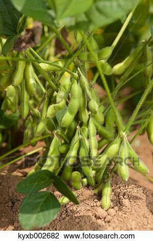 Stock Image - Edamame soy beans. Fotosearch