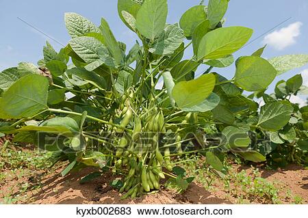 Edamame soy beans View Large Photo Image Stock Image - Edamame soy beans. Fotosearch