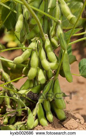 Edamame soy beans View Large Photo Image Stock Photograph - Edamame soy beans. Fotosearch