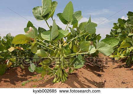 Edamame soy beans View Large Photo Image Stock Photography - Edamame soy beans. Fotosearch