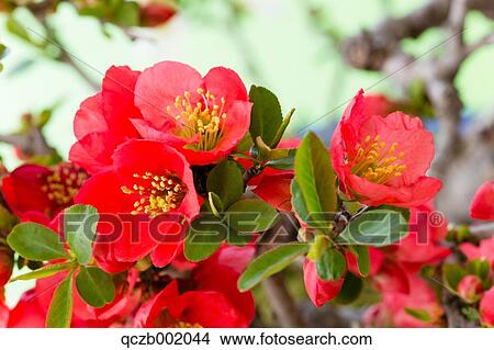 Flower Bouquet View Large Photo Image Picture - Flower Bouquet. Fotosearch