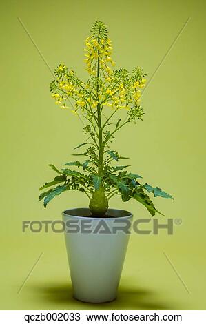 Stock Image - Flower Bouquet. Fotosearch
