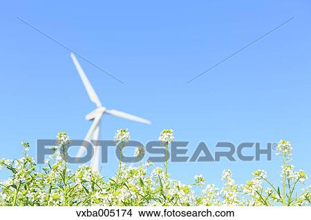 Picture - Flower Field And Wind Turbine. Fotosearch