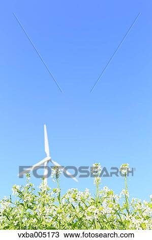 Flower Field And Wind Turbine View Large Photo Image Stock Image - Flower Field And Wind Turbine. Fotosearch