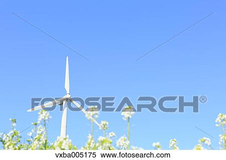 Flower Field And Wind Turbine View Large Photo Image Stock Photography - Flower Field And Wind Turbine. Fotosearch