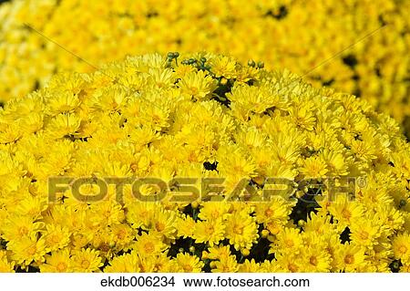 Flower field View Large Photo Image Picture - Flower field. Fotosearch
