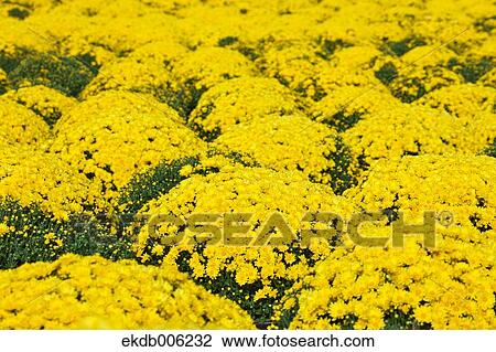 Flower field View Large Photo Image Stock Image - Flower field. Fotosearch