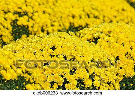 Flower field View Large Photo Image Stock Image - Flower field. Fotosearch