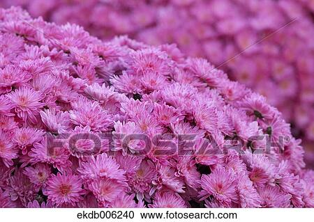 Flower field View Large Photo Image Stock Image - Flower field. Fotosearch