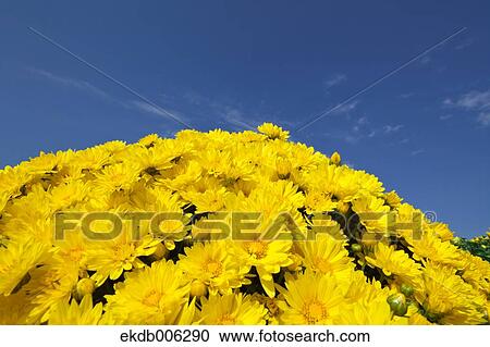 Flower field View Large Photo Image Stock Image - Flower field. Fotosearch