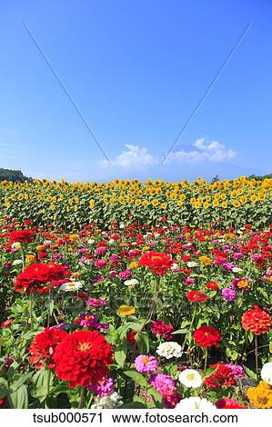Flower field View Large Photo Image Stock Image - Flower field. Fotosearch