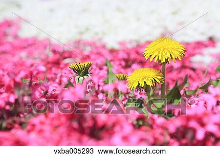 Flower Field View Large Photo Image Stock Image - Flower Field. Fotosearch