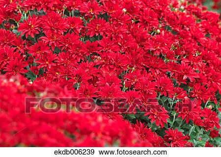 Flower field View Large Photo Image Stock Photo - Flower field. Fotosearch