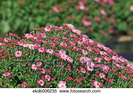 Flower field View Large Photo Image Stock Photography - Flower field. Fotosearch