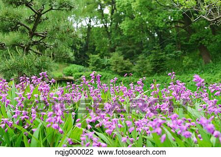 Flower garden View Large Photo Image Stock Image - Flower garden. Fotosearch
