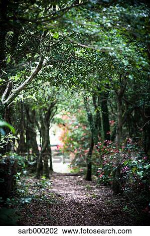 Forest trail View Large Photo Image Stock Image - Forest trail. Fotosearch