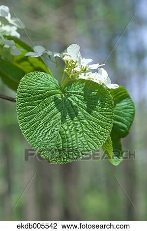 Stock Image - Forked Viburnum. Fotosearch