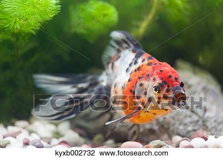 Stock Image - Freshwater fish. Fotosearch