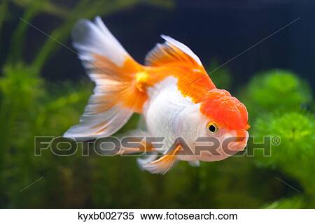 Freshwater fish View Large Photo Image Stock Photography - Freshwater fish. Fotosearch
