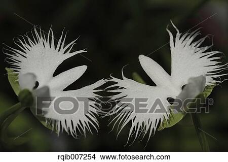 Picture - Fringed Orchid. Fotosearch