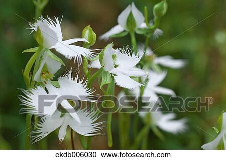 Fringed Orchid View Large Photo Image Stock Image - Fringed Orchid. Fotosearch