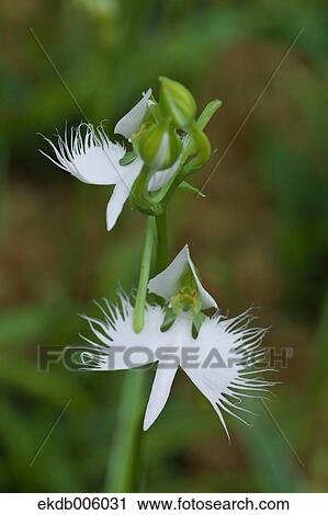 Fringed Orchid View Large Photo Image Stock Image - Fringed Orchid. Fotosearch