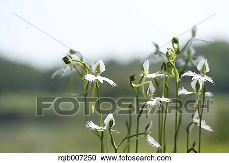 Fringed Orchid View Large Photo Image Stock Image - Fringed Orchid. Fotosearch