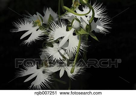 Stock Image - Fringed Orchid. Fotosearch