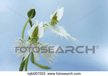 Stock Image - Fringed Orchid. Fotosearch