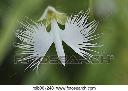 Stock Photo - Fringed Orchid. Fotosearch