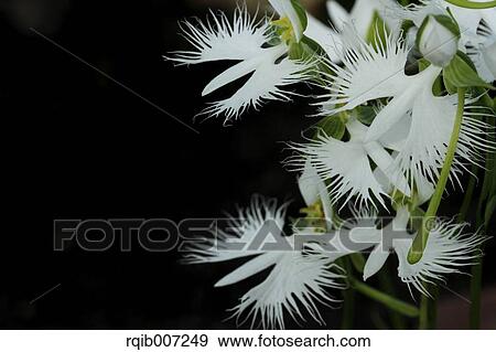 Stock Photo - Fringed Orchid. Fotosearch