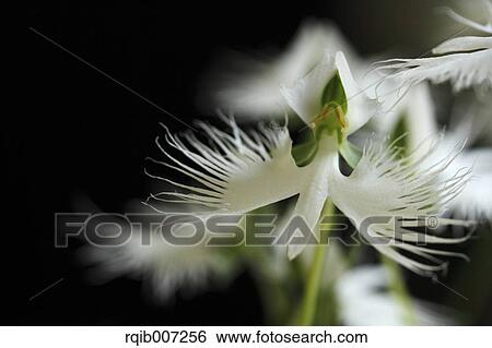 Stock Photograph - Fringed Orchid. Fotosearch