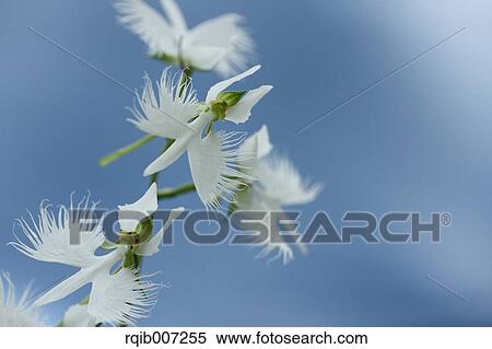 Fringed Orchid View Large Photo Image Stock Photography - Fringed Orchid. Fotosearch