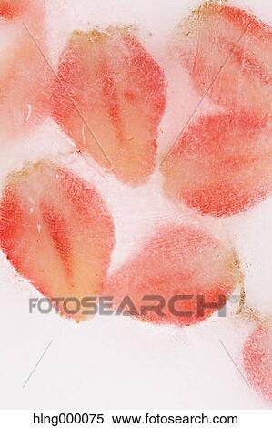 Frozen Strawberries View Large Photo Image Stock Photography - Frozen Strawberries. Fotosearch