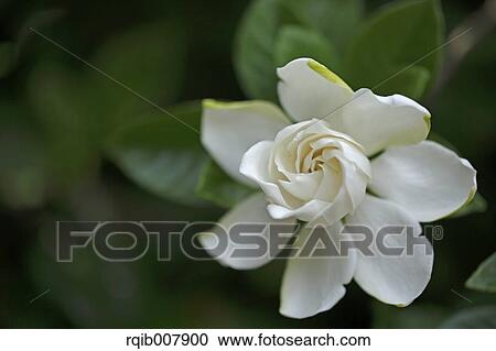 Stock Image - Gardenia. Fotosearch