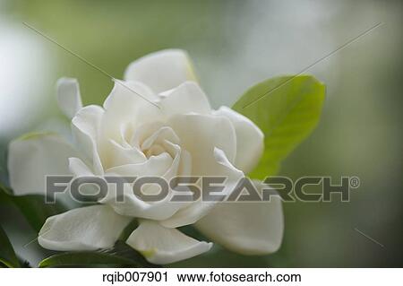 Gardenia View Large Photo Image Stock Image - Gardenia. Fotosearch