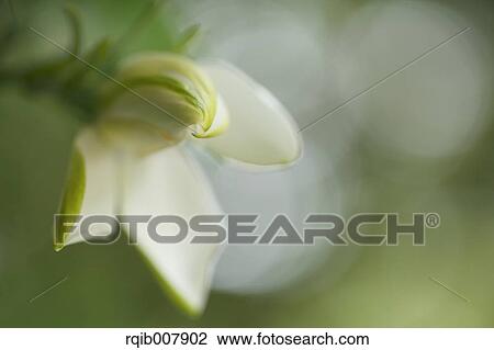 Stock Image - Gardenia. Fotosearch