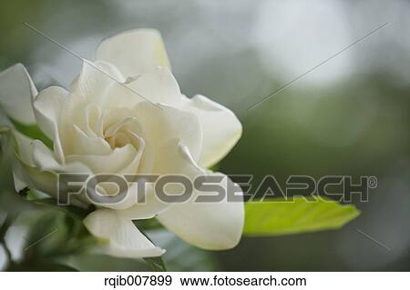 Gardenia View Large Photo Image Stock Photo - Gardenia. Fotosearch